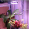 3c4b84dd-a356-444a-b32a-d0a0cc1d2698.jpg LED Grow Light Full Spectrum Angel Ring Phyto Grow Lamp USB Phytolamp For Plants 5V Lamp Indoor Flower Greenhouse Plant Seedling