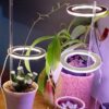 498847c6-64ac-491b-b83d-93f4673cd512.jpg LED Grow Light Full Spectrum Angel Ring Phyto Grow Lamp USB Phytolamp For Plants 5V Lamp Indoor Flower Greenhouse Plant Seedling